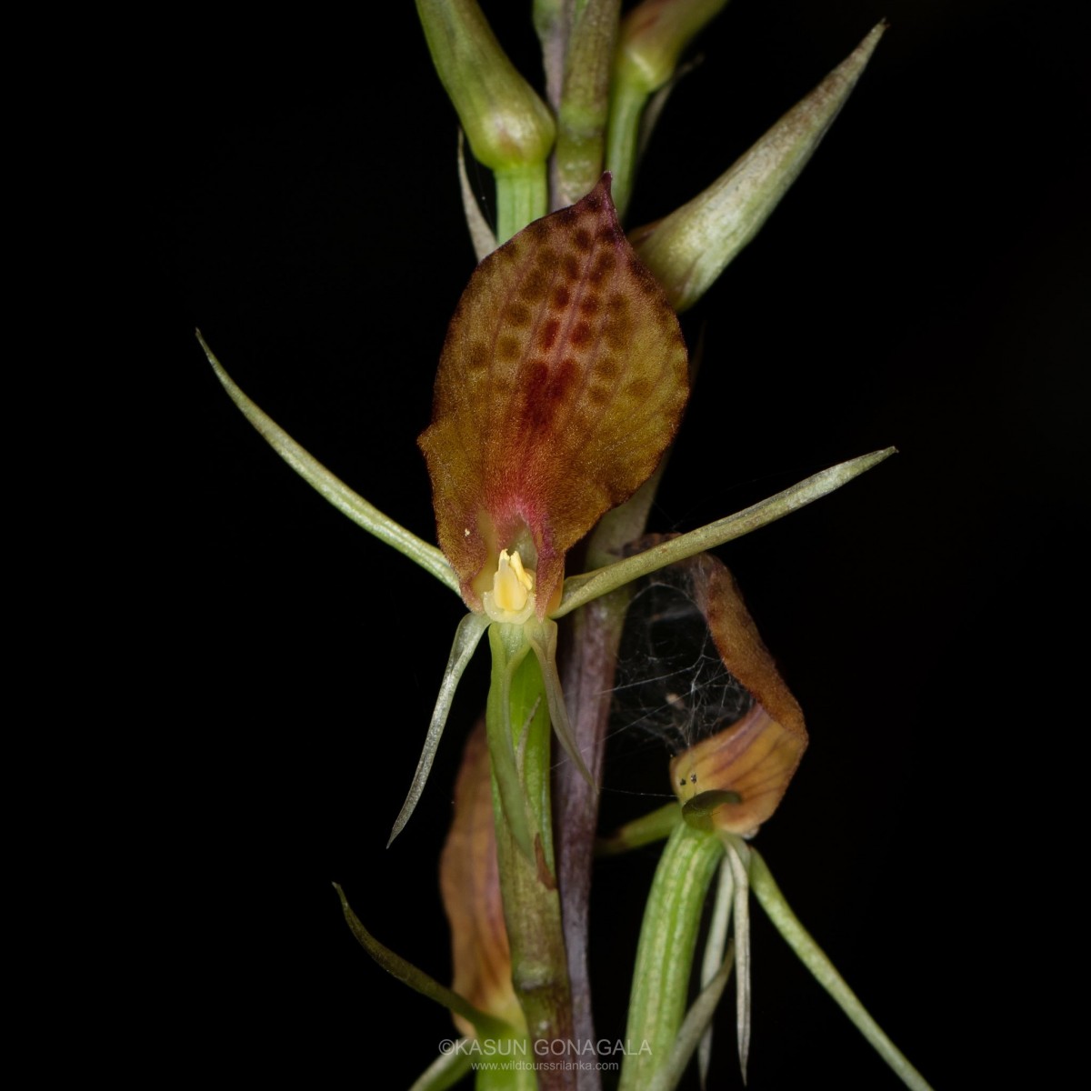 Cryptostylis arachnites (Blume) Hassk.